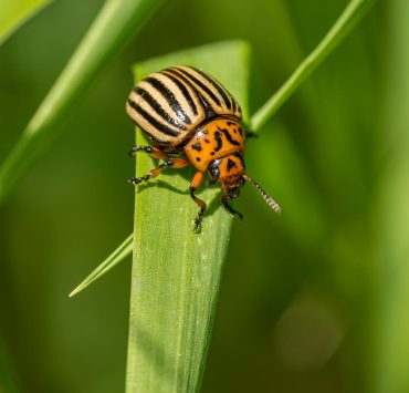 bright beetle on green plant in countryside