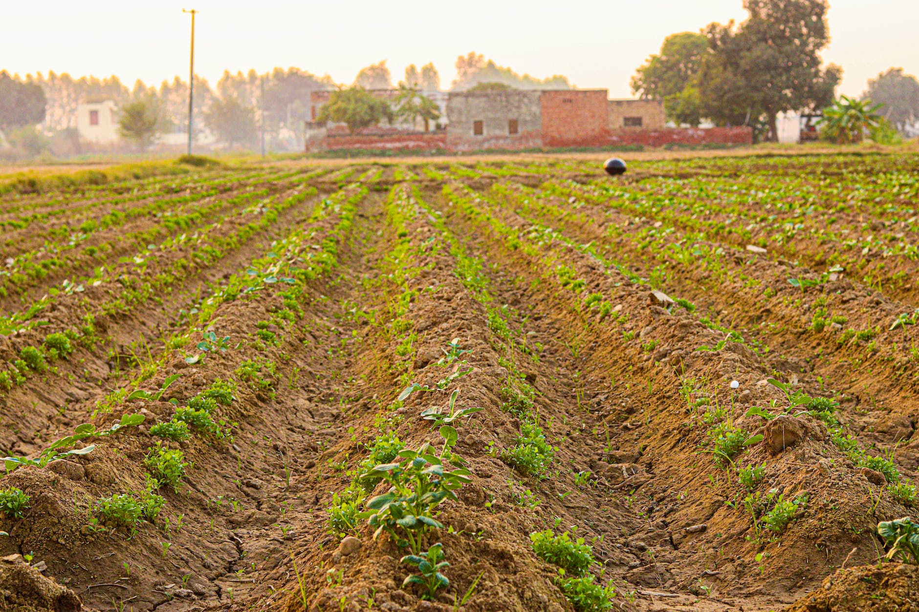 crops growing in agriculture field