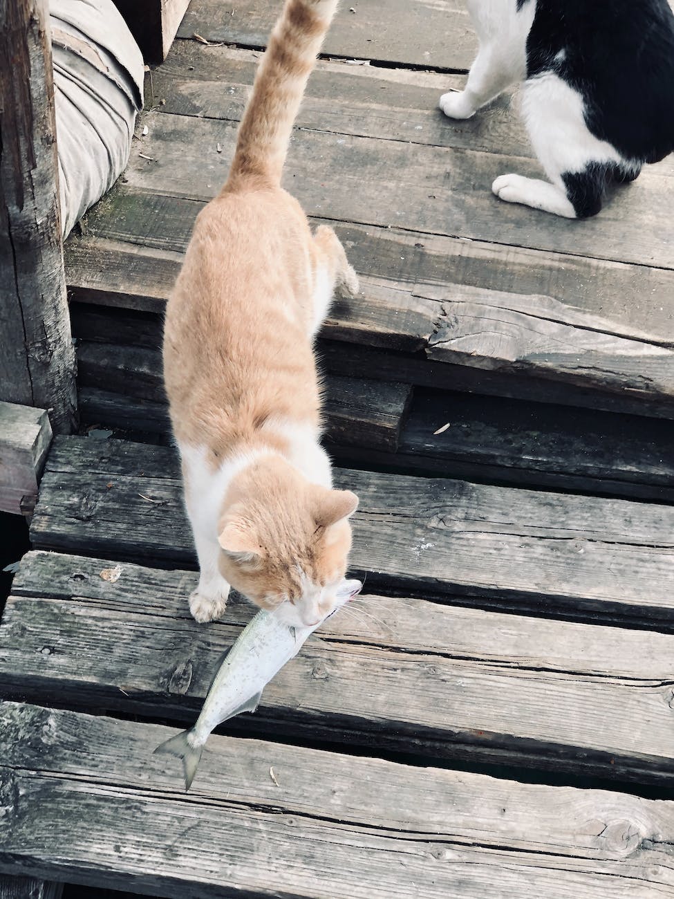 a cat eating fish on the wooden surface