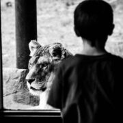 grayscale photography of boy looking at a lion from glass window