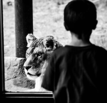 grayscale photography of boy looking at a lion from glass window