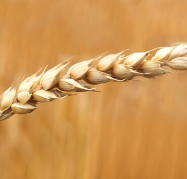 wheat grains closeup photography
