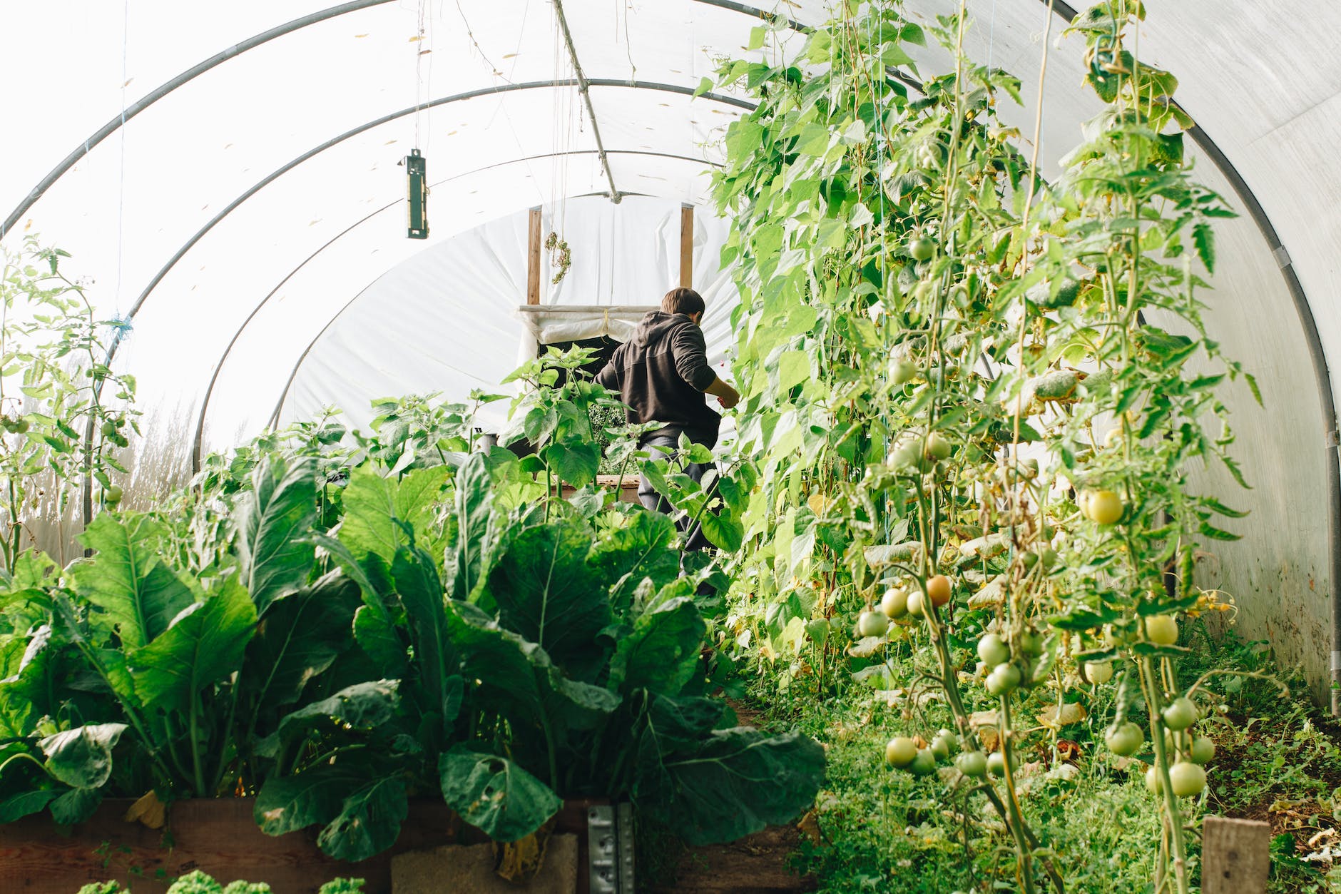 photo of man standing surrounded by green leaf plants