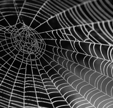spider web