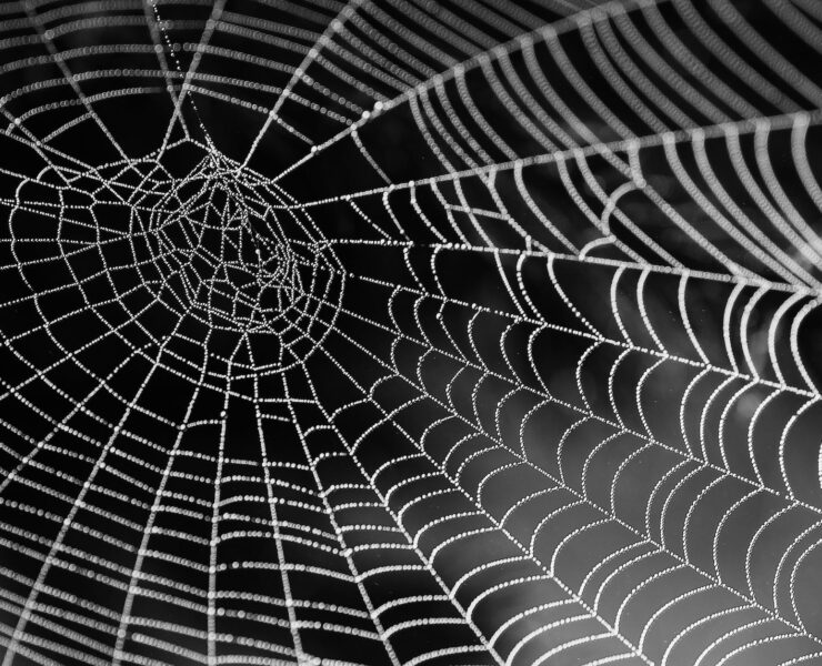 spider web