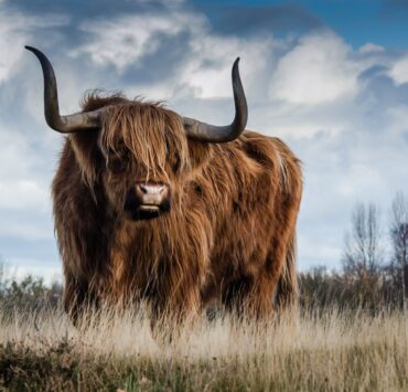 brown bull on green glass field under grey and blue cloudy sky