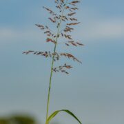 delicate sorghum halepense grass growing in field on sunny day