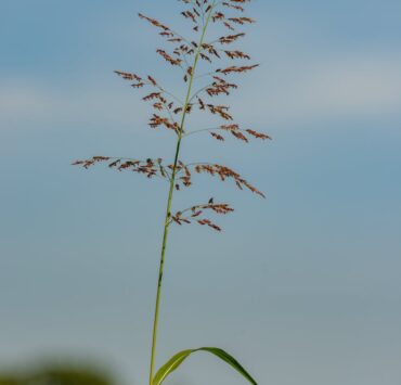 delicate sorghum halepense grass growing in field on sunny day