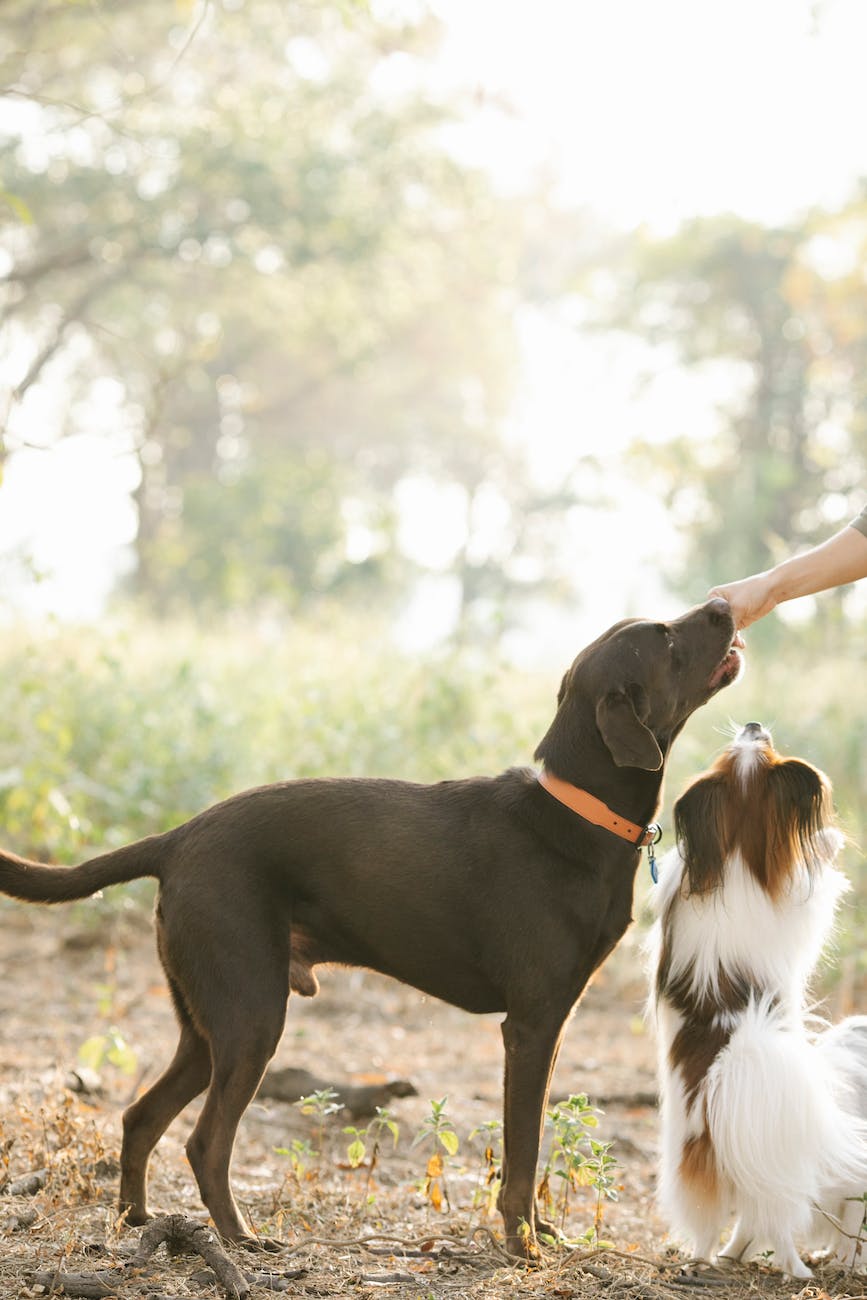 crop faceless person feeding adorable dogs in countryside