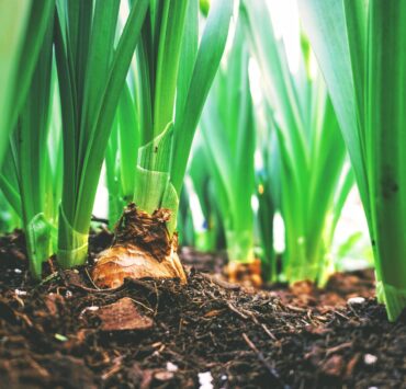 close up photo of plants
