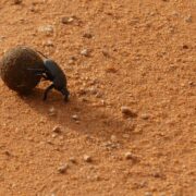 black beetle on brown sand