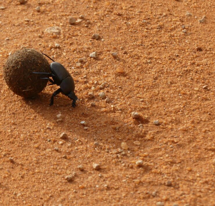 black beetle on brown sand