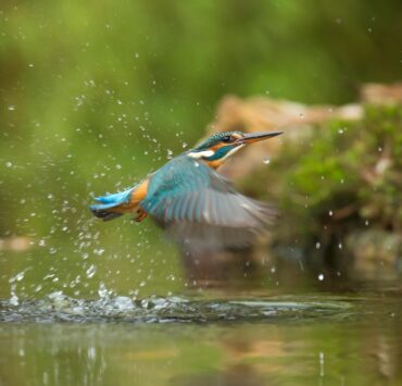 photo of common kingfisher flying above river