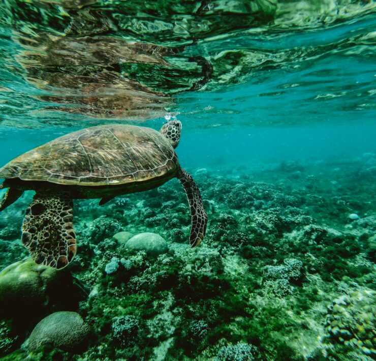 photo of a turtle swimming underwater