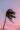 silhouetted palm tree in strong wind at sunset