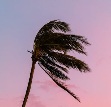 silhouetted palm tree in strong wind at sunset