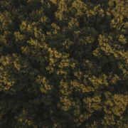 drone shot sunlit treetops forest