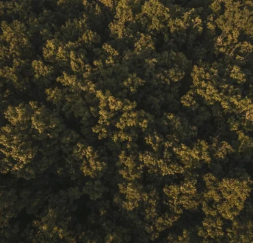 drone shot sunlit treetops forest
