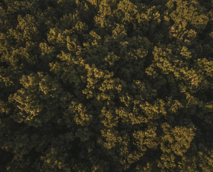 drone shot sunlit treetops forest
