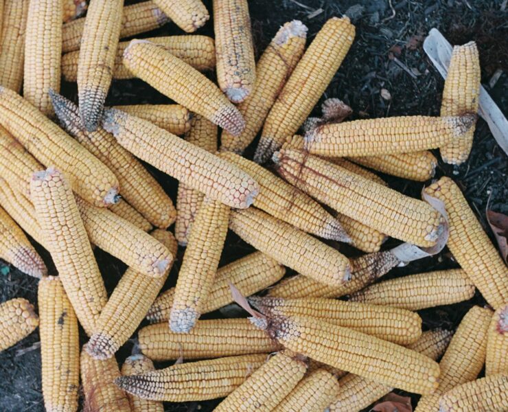 close up shot of corn