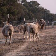 photograph of sheep in a farm