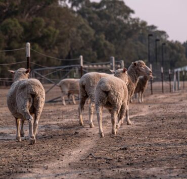 photograph of sheep in a farm