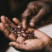brown beans on palm
