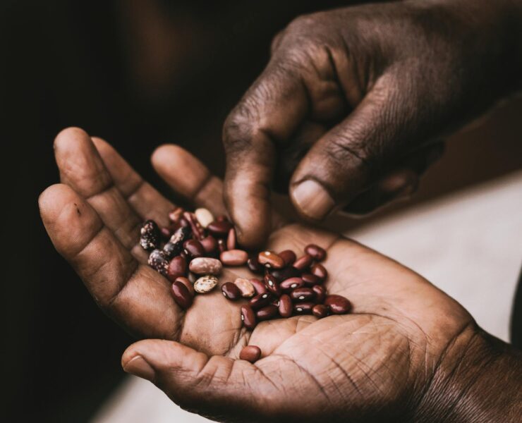 brown beans on palm