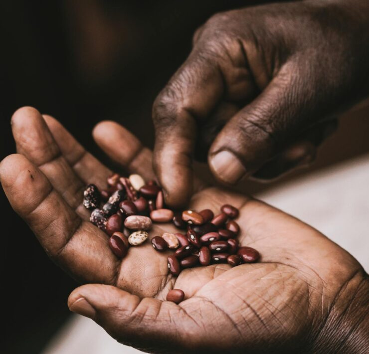 brown beans on palm