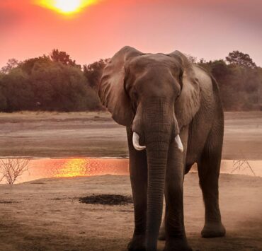 wildlife photography of elephant during golden hour