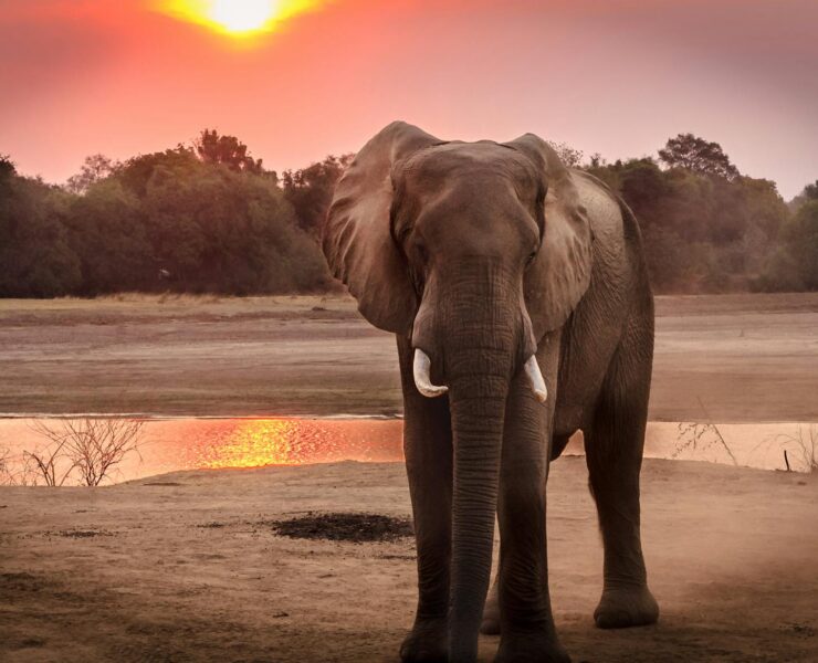 wildlife photography of elephant during golden hour