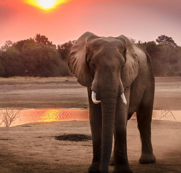 wildlife photography of elephant during golden hour