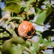 rotten apple in tree