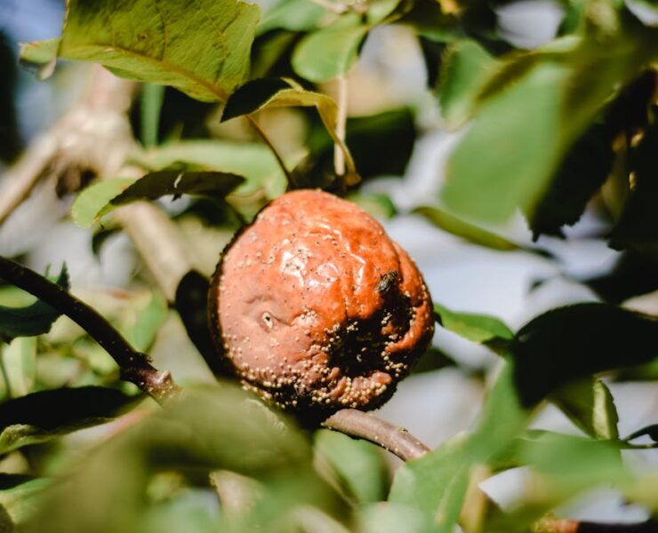 rotten apple in tree