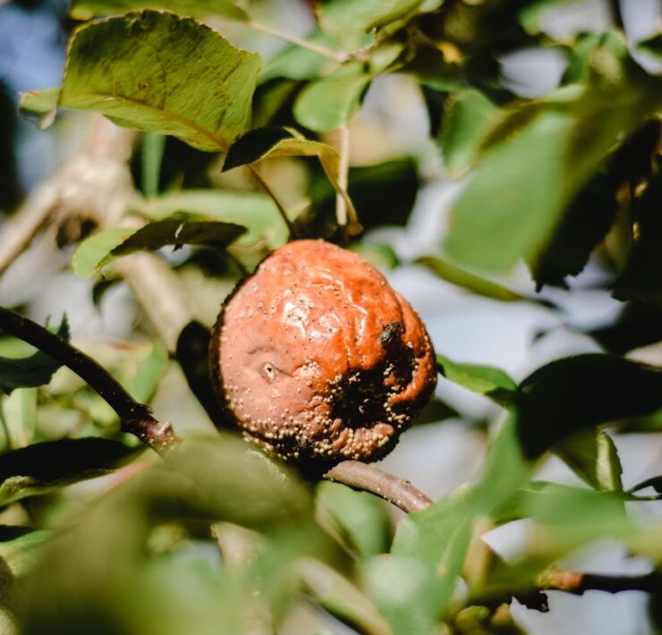 rotten apple in tree